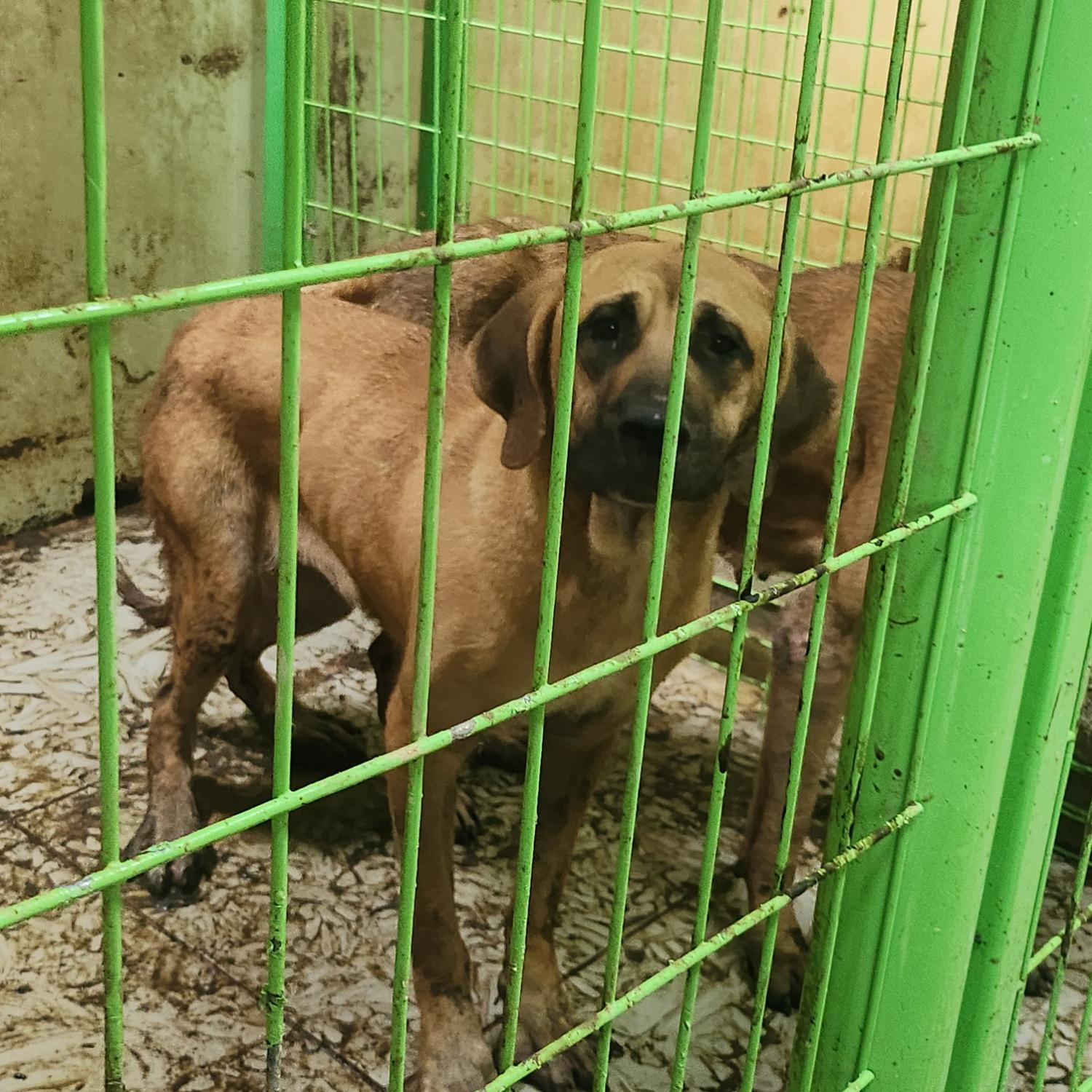 보호중 도사의 가족…
